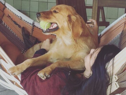Cachorrinha que fugiu após carro da família capotar no Prata é encontrada