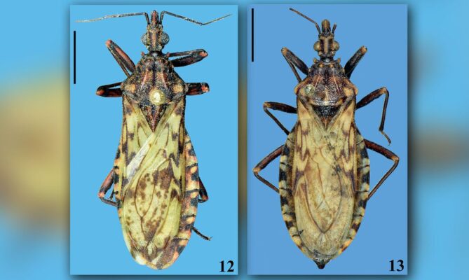 Cientistas brasileiros identificam nova espécie de barbeiro