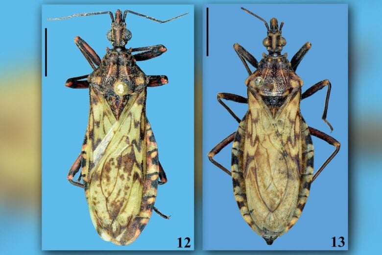 Cientistas brasileiros identificam nova espécie de barbeiro