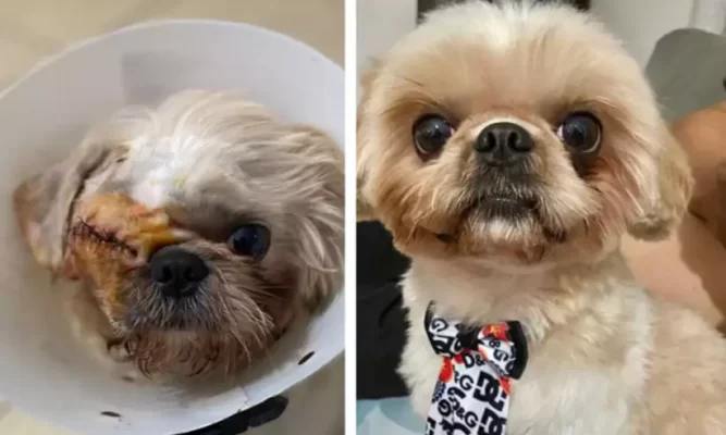 cãozinho olhos