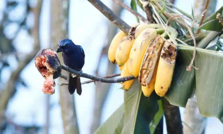 Em Brumadinho, aves voltam à natureza depois de anos em cativeiros