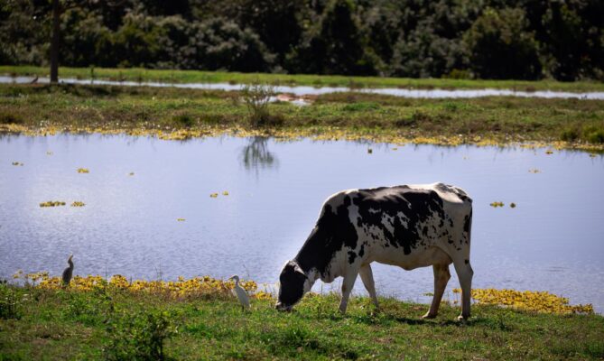 Preço do leite começa a recuar após acumular alta anual de 80% em julho