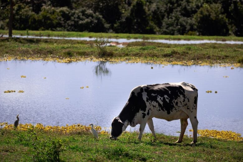 Preço do leite começa a recuar após acumular alta anual de 80% em julho