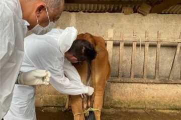 Febre Maculosa: Agentes de combate a endemias de Santa Bárbara recebem capacitação com a Funed