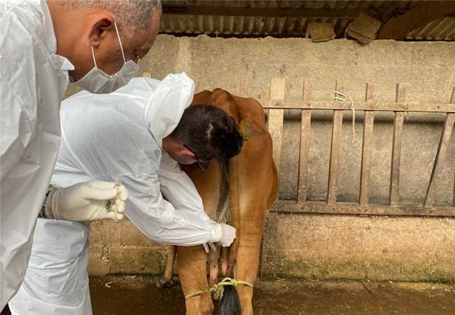 Febre Maculosa: Agentes de combate a endemias de Santa Bárbara recebem capacitação com a Funed