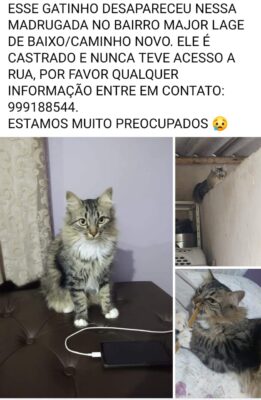 Itabirana pede ajuda para achar Zum Zum, seu gato de estimação