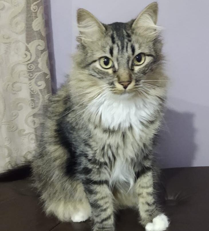 Itabirana pede ajuda para achar Zum Zum, seu gato de estimação