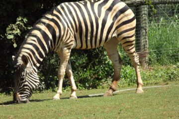 Zebra do Zoológico de Belo Horizonte morre aos 19 anos