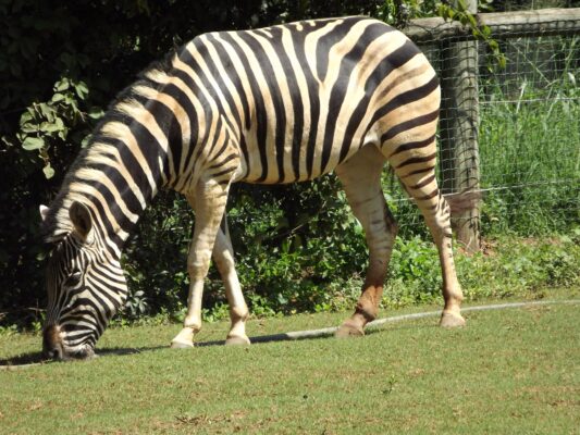 zebra do Zoológico de Belo Horizonte