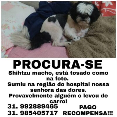 cãozinho