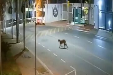 Onça-parda é vista em condomínio de Nova Lima, na Grande BH; veja vídeo
