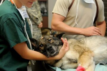 Santa Bárbara abre pré-cadastro para castrações gratuitas em pets