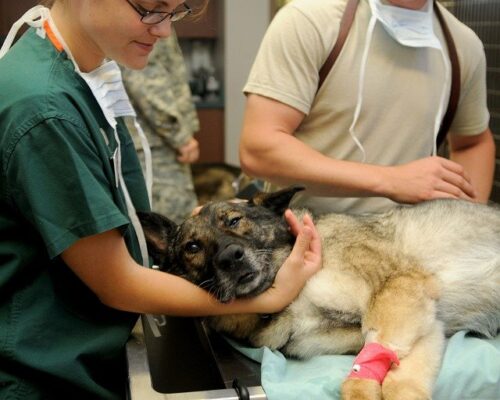 Santa Bárbara abre pré-cadastro para castrações gratuitas em pets