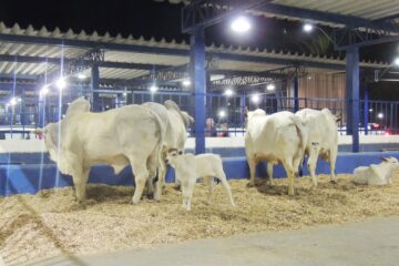 Com quase 700 animais expostos, agronegócio é celebrado na Expoita