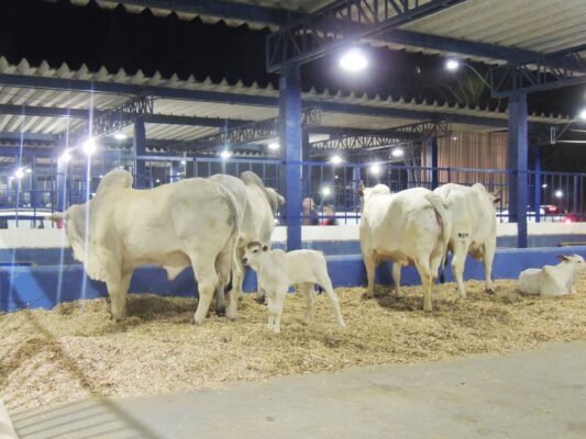 Com quase 700 animais expostos, agronegócio é celebrado na Expoita