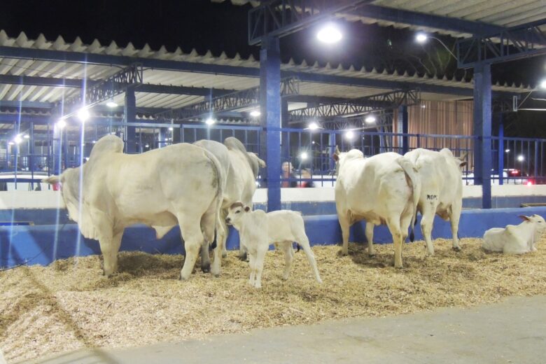 Com quase 700 animais expostos, agronegócio é celebrado na Expoita