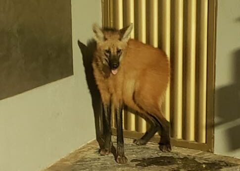 Bombeiros resgatam Lobo Guará na área urbana de Patos de Minas