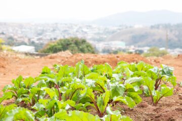 Escola Cicinha Moura inicia workshop em horticultura para comunidade escolar