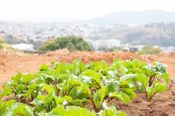 Escola Municipal Cicinha Moura inicia workshop em horticultura para comunidade escolar