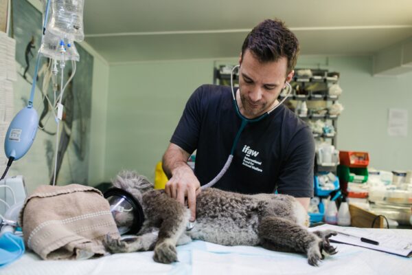 Santana do Paraíso: prazo pra castração e microchipagem gratuita de pets termina nesta quarta (24)