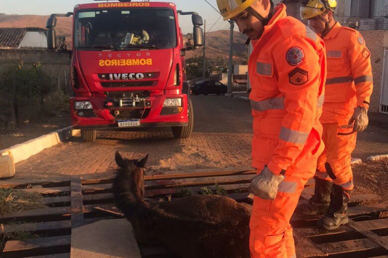 Cavalo cai em mata-burro e é socorrido por bombeiros