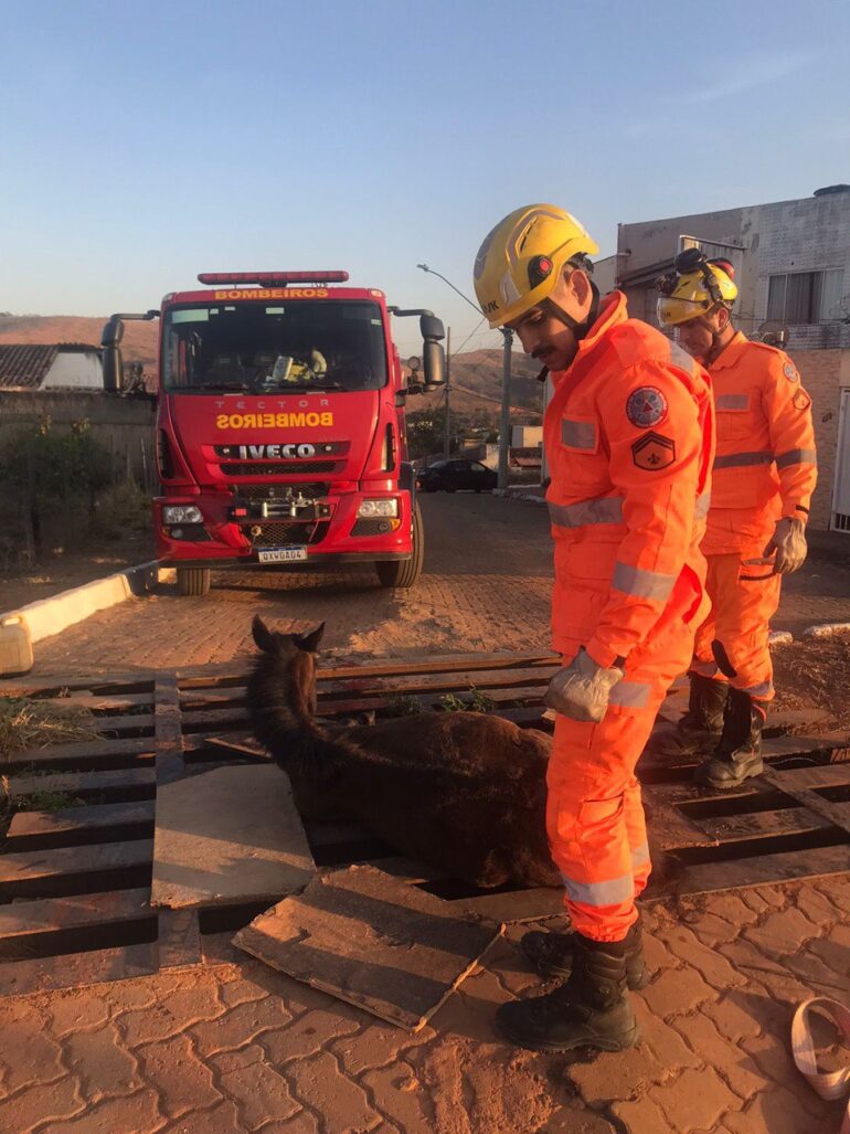 Cavalo cai em mata-burro e é socorrido por bombeiros