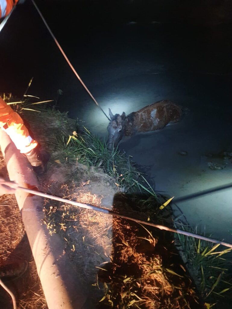 Dois cavalos ficam atolados em baía de contenção em Arcos