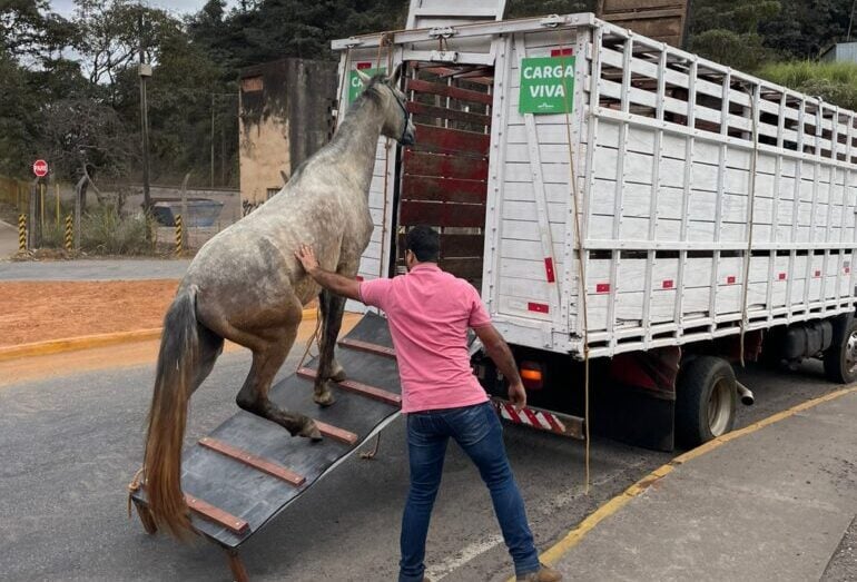 Primeiros animais de grande porte são recolhidos das ruas de Monlevade