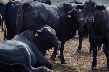 Rebanho bovino nacional teve aumento de 3,1% em 2021