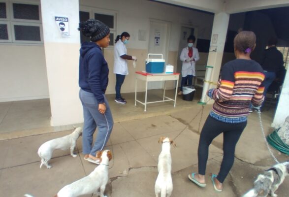 Vacinação de cães e gatos contra a raiva continua hoje em Monlevade