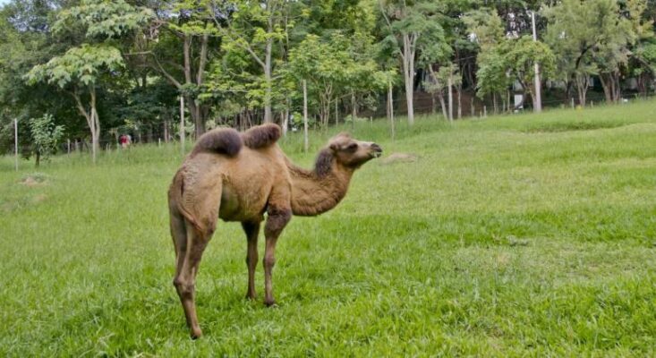 camelo do zoológico de Belo Horizonte