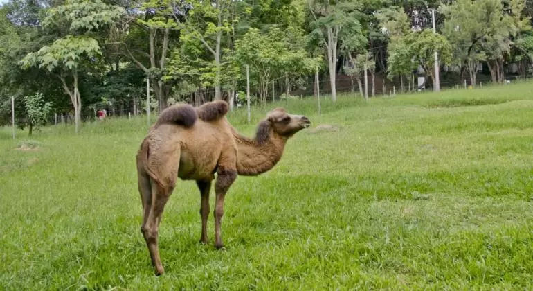 Zoológico de Belo Horizonte perde camelo fêmea e tem chegada de mais animais