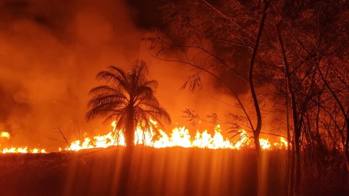 Fogo consome a Mata do Limoeiro: "é o maior incêndio nos últimos nove anos", relata Alex Amaral, do IEF