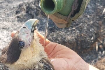 Projeto resgata animais atingidos por incêndios em Unidades de Conservação