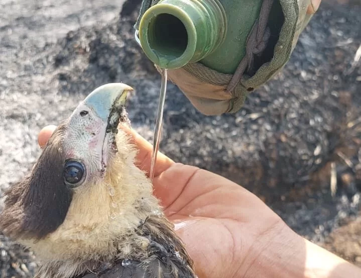 Bombeiros atuam em incêndio no Parque Estadual Mata do Limoeiro