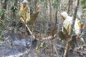 Brigadistas controlam incêndio no Parque Estadual Mata do Limoeiro