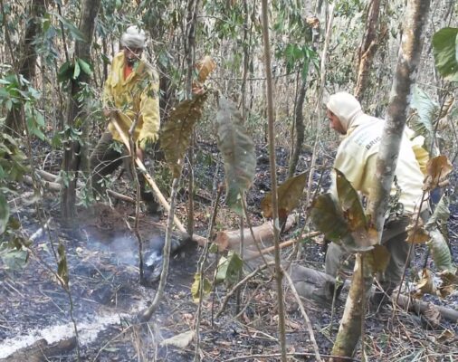 Brigadistas controlam incêndio no Parque Estadual Mata do Limoeiro