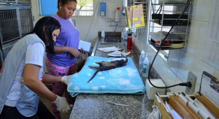 castração de animais