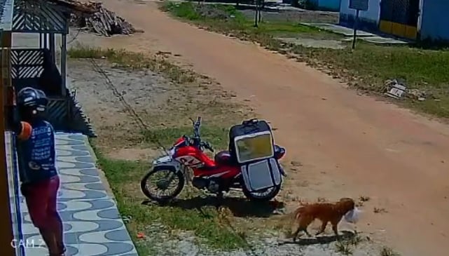 Cachorro furta pedido durante entrega e deixa motoboy confuso; veja o vídeo