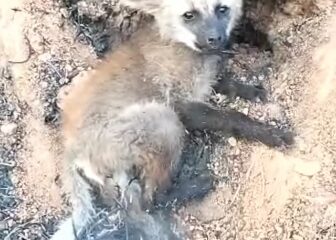 Brigadistas fazem trabalho de rescaldo após incêndio na Mata do Limoeiro; filhote de lobo guará é resgatado