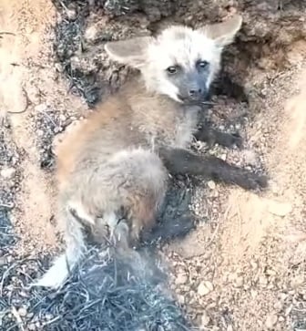 Brigadistas fazem trabalho de rescaldo após incêndio na Mata do Limoeiro; filhote de lobo guará é resgatado