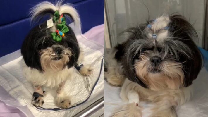 Shih-tzu de 6 anos estava saudável e alegre antes de comer petisco, diz tutora