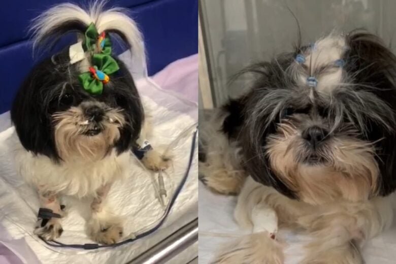 Shih-tzu de 6 anos estava saudável e alegre antes de comer petisco, diz tutora