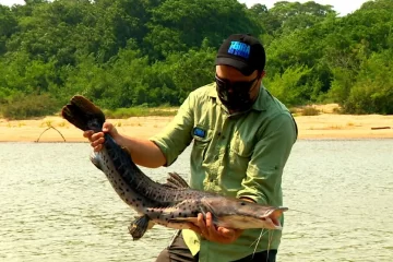 Pesca do pintado será proibida a partir de dezembro em todo o país