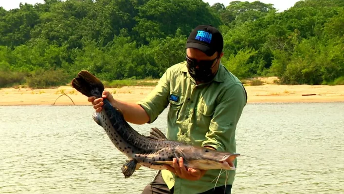 Pesca do pintado será proibida a partir de dezembro em todo o país