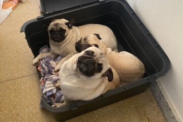Cachorros da raça pug são furtados na Avenida Machado de Assis