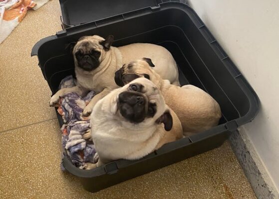 Cachorros da raça pug são roubados na Avenida Machado de Assis