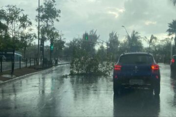 Belo Horizonte registra chuva forte, granizo e árvores caídas