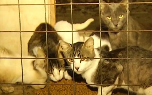 Autoridades passam 15h resgatando 369 cães e gatos de uma única casa