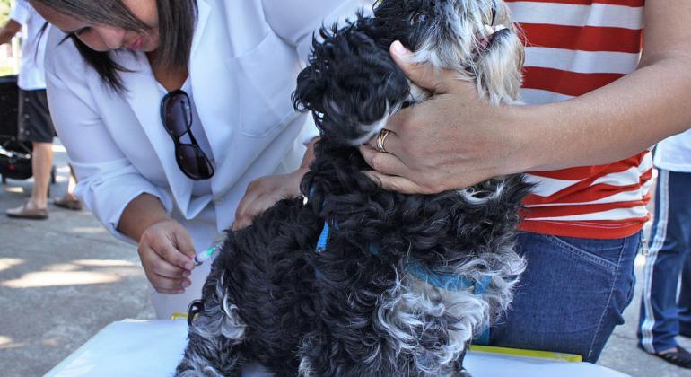 Vacinação de cães e gatos em Belo Horizonte vai até a próxima sexta-feira